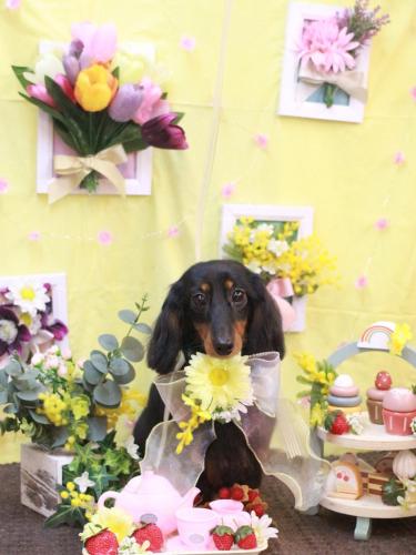 20230310チロルちゃん